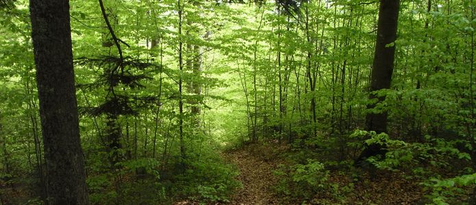 Wunderschöner Wanderweg Wunderschöner Wanderweg