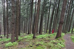 Ein Weiblein steht im Walde Ein Weiblein steht im Walde