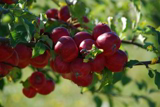 Vollbeladener Apfelbaum Vollbeladener Apfelbaum