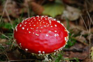 schöner Fliegenpilz schöner Fliegenpilz
