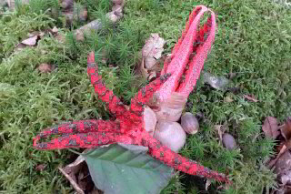 Tintenfischpilz Tintenfischpilz