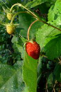 Hmmm Walderdbeeren Hmmm Walderdbeeren