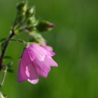 Auf einer Wiese Auf einer Wiese