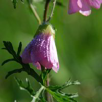 Auf einer Wiese Auf einer Wiese