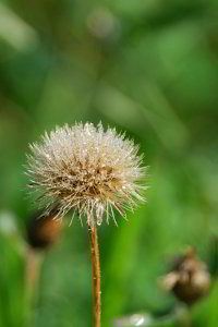 Morgentau auf der Pusteblume Morgentau auf der Pusteblume