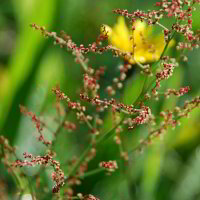 Auf einer Wiese Auf einer Wiese