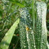 Auf einer Wiese Auf einer Wiese