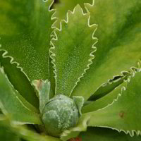 im Botanischen Garten im Botanischen Garten