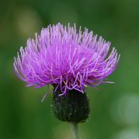 im Botanischen Garten im Botanischen Garten