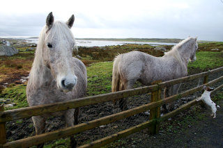 Erster Rundgang in Claddaghduff Erster Rundgang in Claddaghduff
