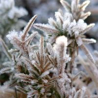 Eisblumen Eisblumen