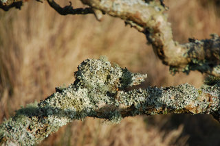 schöne Flechten schöne Flechten