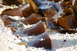 Algen am Meer Algen am Meer