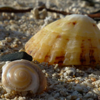 Muscheln, Schnecken.... Muscheln, Schnecken....