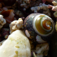 Muscheln, Schnecken.... Muscheln, Schnecken....