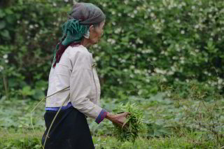 Frau bei der Feldarbeit Frau bei der Feldarbeit