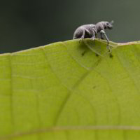 Little Bug Little Bug