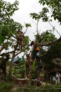 Kletterbaum Kletterbaum