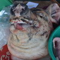 Schweinskopf zu verkaufen Schweinskopf zu verkaufen