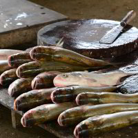 leckerer Fisch leckerer Fisch