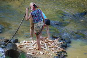 Frauen die Maniokwurzeln im Fluss waschen Frauen die Maniokwurzeln im Fluss waschen