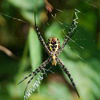 Eine schöne grosse Spinne Eine schöne grosse Spinne