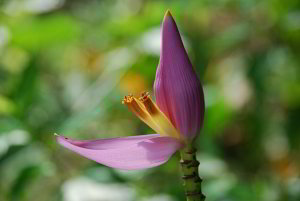 Eine Bananenblüte Eine Bananenblüte