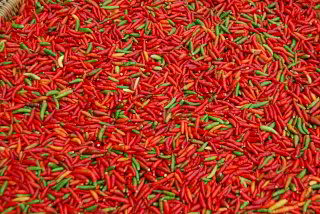 Chili zum Trocknen Chili zum Trocknen