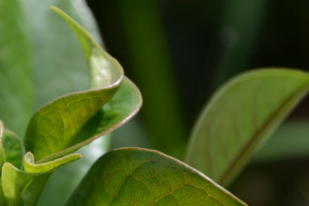 Bild: Ein sich entfaltendes Blatt Bild: Ein sich entfaltendes Blatt