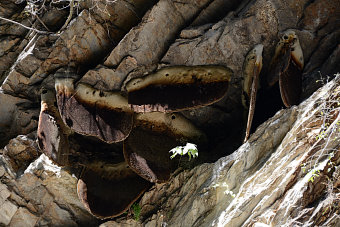 Bild: Bienenwaben hoch oben am Hang
