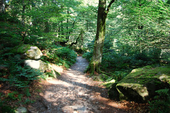 Bild: Wenn die Sonne rauskommt strahlt der Wald in grün