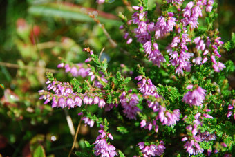 Bild: Wunderbare Farben