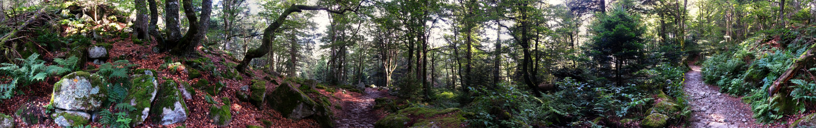 360°-Panorama mitten im Wald
