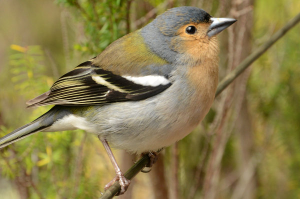 Frecher und hungriger Vogel Frecher und hungriger Vogel