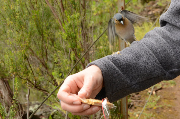 Frecher und hungriger Vogel Frecher und hungriger Vogel