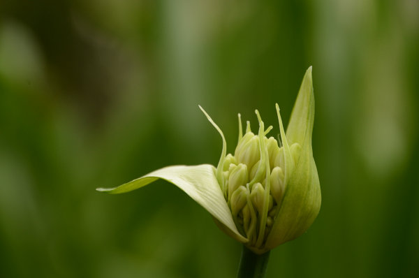 Knospe am aufplatzen Knospe am aufplatzen