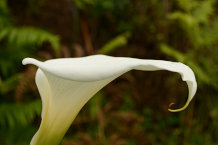Bild: Callasblume Bild: Callasblume