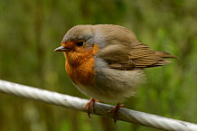 Bild: kleiner frecher Vogel Bild: kleiner frecher Vogel