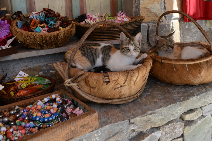 Katze müsste man sein Katze müsste man sein