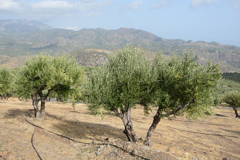 Bild: Olivenbaum mit Wasserleitung Bild: Olivenbaum mit Wasserleitung