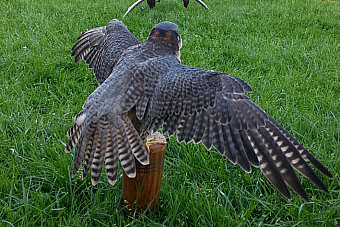 Bild: Ein Raubvogel Bild: Ein Raubvogel