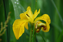 Bild: Iris Bild: Iris