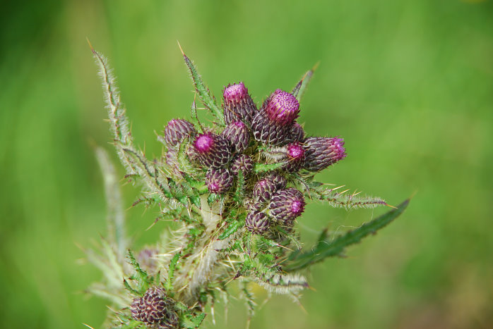 Eine Distel. Auch das Logo des WHW Eine Distel. Auch das Logo des WHW