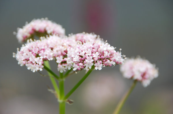 Schöne Blüten Schöne Blüten