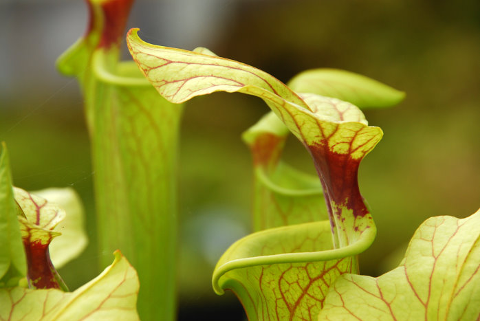 Eine fleischfressende Pflanze im Botanischen Garten Eine fleischfressende Pflanze im Botanischen Garten