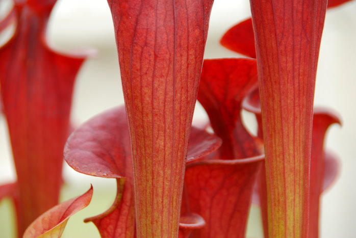 Eine fleischfressende Pflanze im Botanischen Garten Eine fleischfressende Pflanze im Botanischen Garten