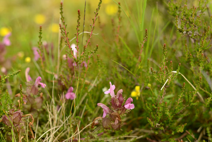 Blühendes am Wegesrand Blühendes am Wegesrand
