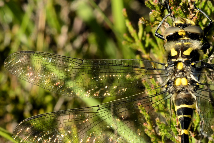 Selbst die Libelle ist in Fotografierlaune Selbst die Libelle ist in Fotografierlaune