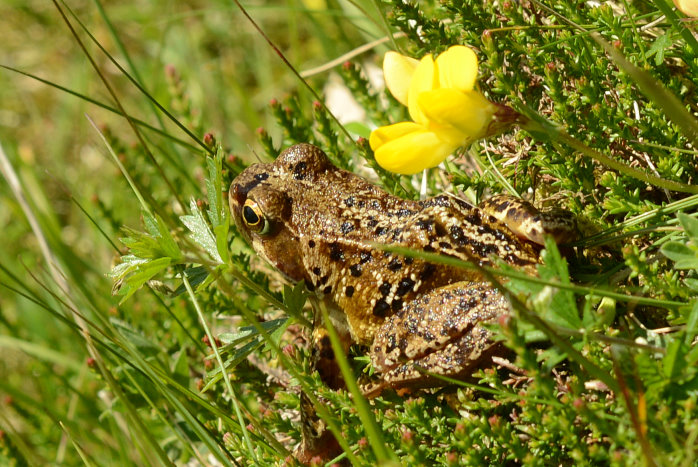 Elke findet selbst so einen kleinen Frosch Elke findet selbst so einen kleinen Frosch