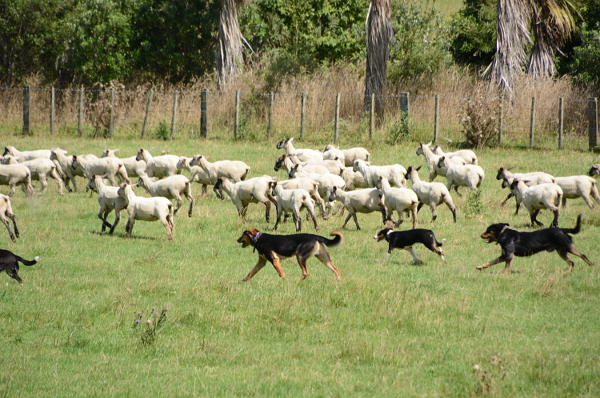 Hunde im Schweinsgalopp hinter Schafen her Hunde im Schweinsgalopp hinter Schafen her